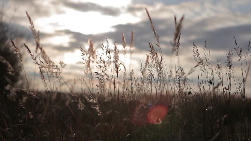 La brise souffle sur l'herbe grande