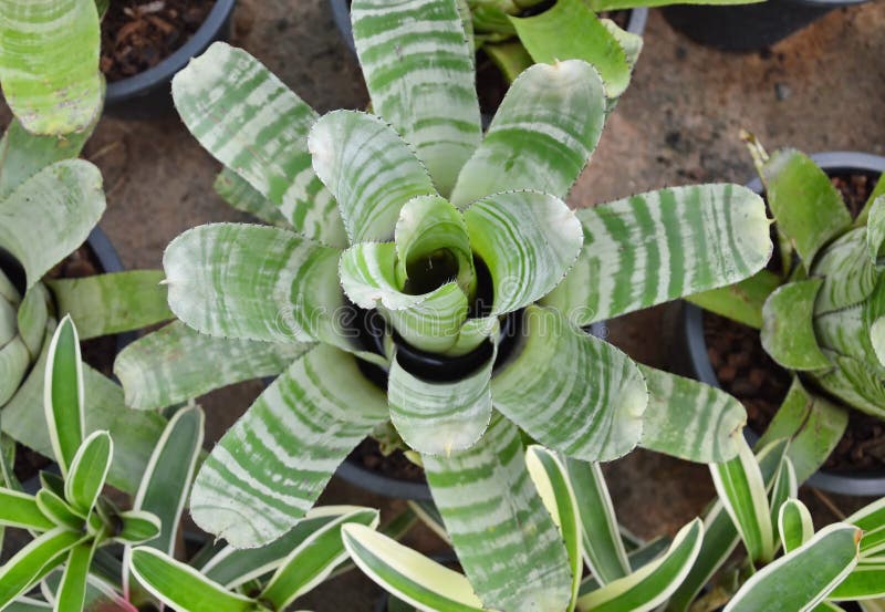 La Bromelia Adorna El Almácigo De La Planta En Maceta Foto de archivo -  Imagen de cubo, flor: 80069900