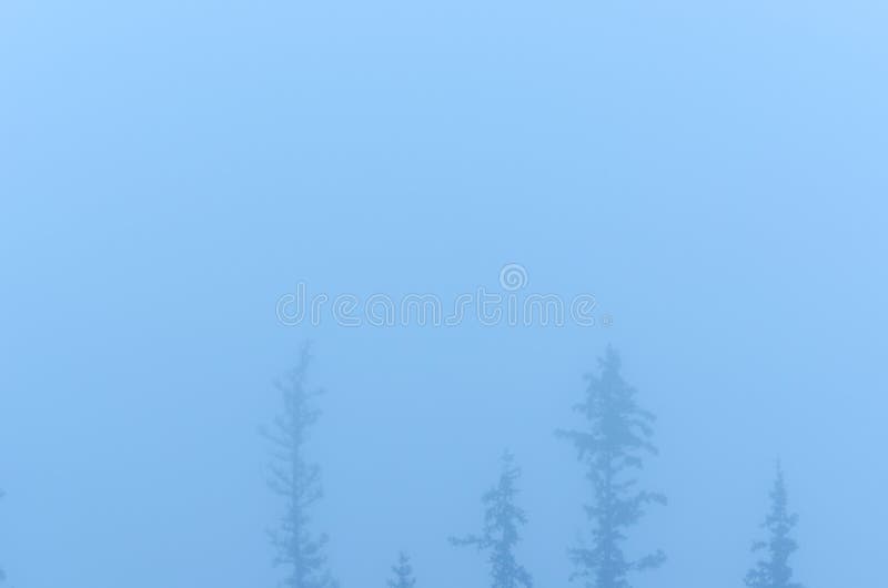 La brume brouillent les silhouettes des sommets minces des sapins dans la forêt sauvage du Nord photos libres de droits La brume brouillent les silhouettes des sommets minces des sapins dans la forêt sauvage du Nord photos libres de droits