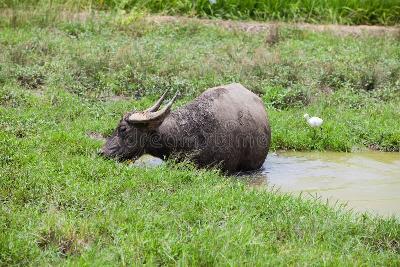La Buffalo dell'Asia sta mangiando l'erba nel campo fotografie stock La Buffalo dell'Asia sta mangiando l'erba nel campo fotografie stock