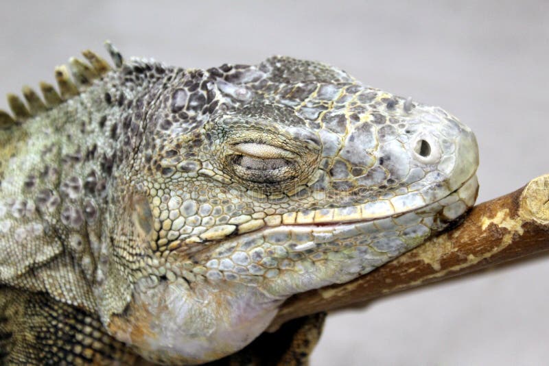 La cabeza de la iguana con los ojos se cerró en una rama imágenes de archivo libres de regalías La cabeza de la iguana con los ojos se cerró en una rama imágenes de archivo libres de regalías