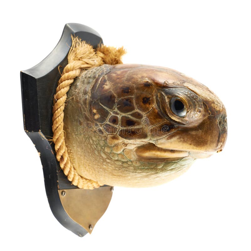 La cabeza de la tortuga como trofeo de un cazador fotos de archivo La cabeza de la tortuga como trofeo de un cazador fotos de archivo