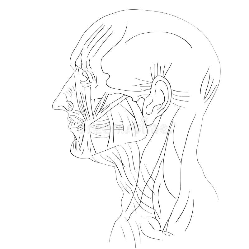 La cabeza muscles lateral ilustración del vector. Ilustración de boca -  75236199