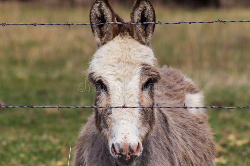 La cabeza tiró de un burro miniatura detrás de la cerca foto de archivo libre de regalías La cabeza tiró de un burro miniatura detrás de la cerca foto de archivo libre de regalías