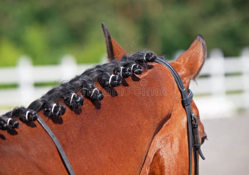 La cabeza y el cuello de un caballo de bahía fotos de archivo libres de regalías La cabeza y el cuello de un caballo de bahía fotos de archivo libres de regalías