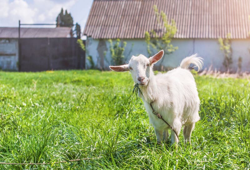 La cabra mullida blanca come la hierba en un prado fotografía de archivo La cabra mullida blanca come la hierba en un prado fotografía de archivo