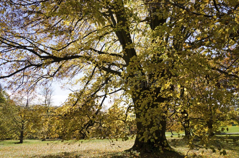 La cal enorme en otoño imagenes de archivo La cal enorme en otoño imagenes de archivo