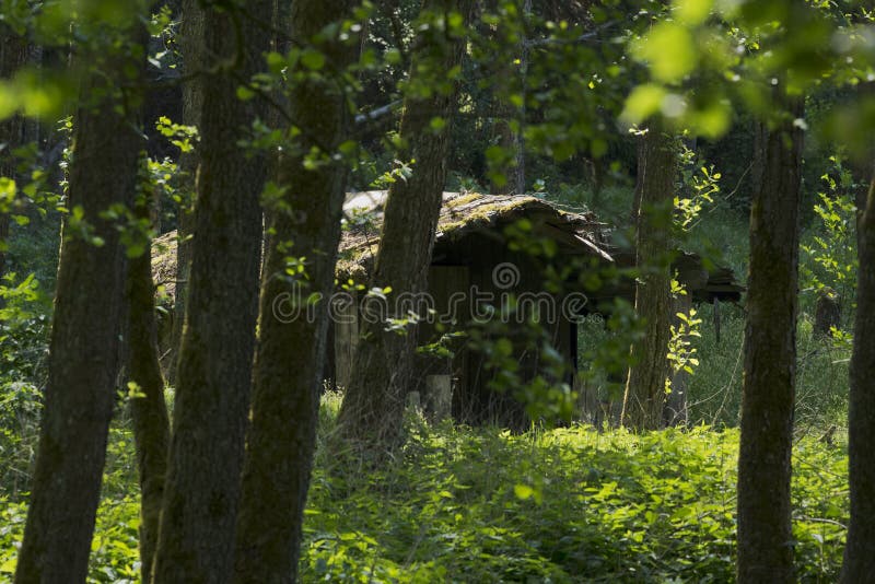 La capanna dilapidata ad una luce si è sommersa, foresta di fiaba immagine stock libera da diritti La capanna dilapidata ad una luce si è sommersa, foresta di fiaba immagine stock libera da diritti