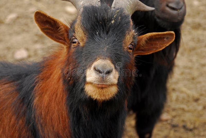 La capra del Camerun o la capra pigmea africana è una razza della capra domestica miniatura fotografia stock libera da diritti La capra del Camerun o la capra pigmea africana è una razza della capra domestica miniatura fotografia stock libera da diritti