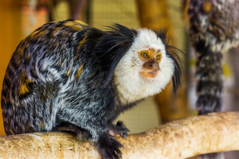 Mono Marmoset Patas Amarillas - Parque Zoológico Nacional