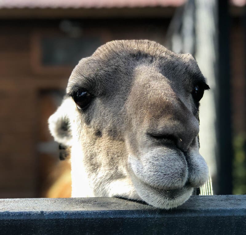 La cara de una llama n de la alpaca foto de archivo La cara de una llama n de la alpaca foto de archivo