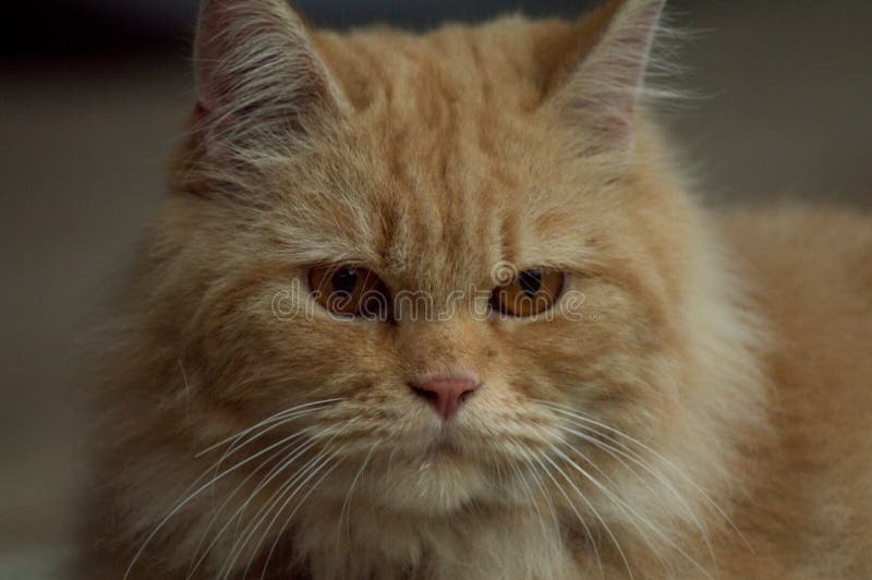 La cara del gato anaranjado, piel gruesa foto de archivo libre de regalías La cara del gato anaranjado, piel gruesa foto de archivo libre de regalías
