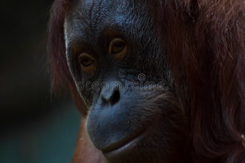 La cara del phlegmat flemático del primer del orangután del orangután fotos de archivo La cara del phlegmat flemático del primer del orangután del orangután fotos de archivo