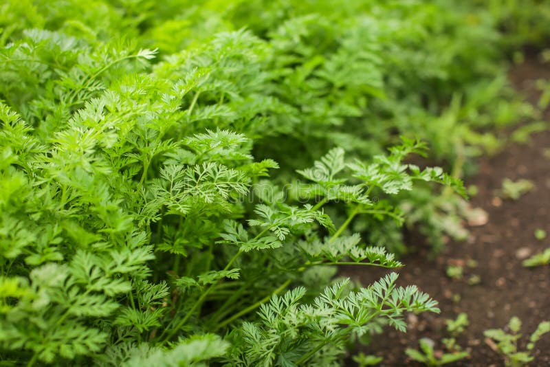 La carota del luppolo lascia il letto in giardino durante la giornata estiva in modo selettivo concetto di eco-verdure per uso do fotografia stock libera da diritti La carota del luppolo lascia il letto in giardino durante la giornata estiva in modo selettivo concetto di eco-verdure per uso do fotografia stock libera da diritti