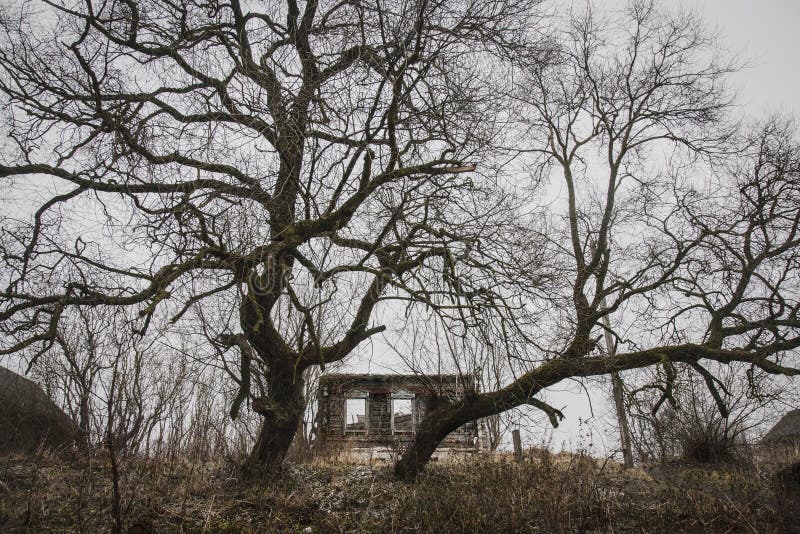 La casa abbandonata ed a pezzi ha custodetto da due alberi enormi fotografie stock libere da diritti La casa abbandonata ed a pezzi ha custodetto da due alberi enormi fotografie stock libere da diritti