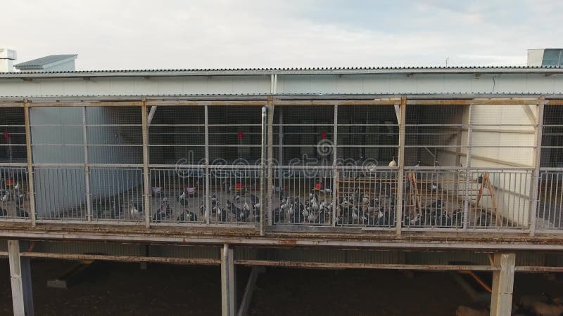 La casa de gallina gris moderna enorme construyó a la derecha sobre el corral para las ovejas y los corderos