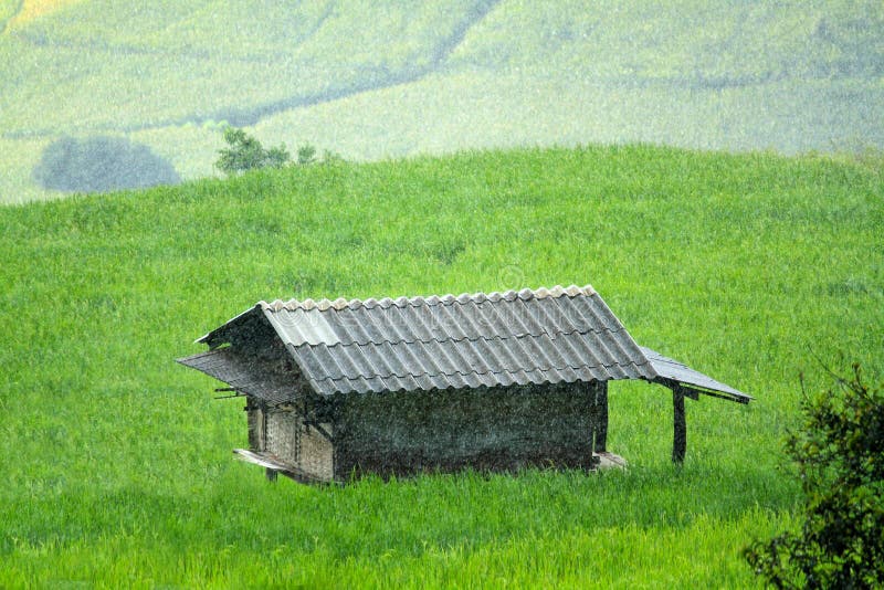 La casa o la choza que permanece en el medio del arroz verde coloca con lluvioso pesado foto de archivo libre de regalías La casa o la choza que permanece en el medio del arroz verde coloca con lluvioso pesado foto de archivo libre de regalías