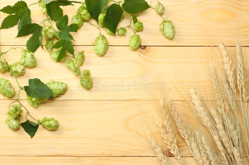 La cerveza que elabora los ingredientes salta y los oídos del trigo en la tabla de madera ligera Concepto de la cervecería de la fotos de archivo libres de regalías La cerveza que elabora los ingredientes salta y los oídos del trigo en la tabla de madera ligera Concepto de la cervecería de la fotos de archivo libres de regalías