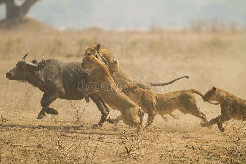 La chasse La chasse