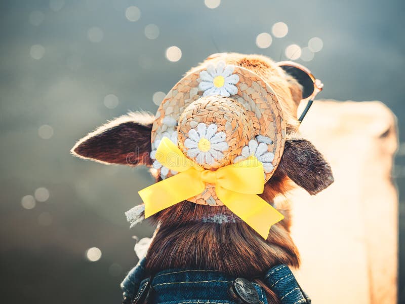 La chihuahua che indossa gli occhiali da sole e camici del denim gode del sole Il piccolo cagnolino sveglio prende i bagni del so fotografie stock libere da diritti La chihuahua che indossa gli occhiali da sole e camici del denim gode del sole Il piccolo cagnolino sveglio prende i bagni del so fotografie stock libere da diritti