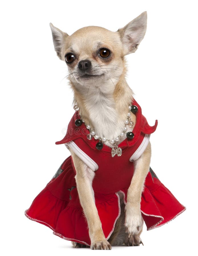 La Chihuahua Si è Vestita in Vestito E Collana Rossi Immagine Stock -  Immagine di nave, fronte: 17597751