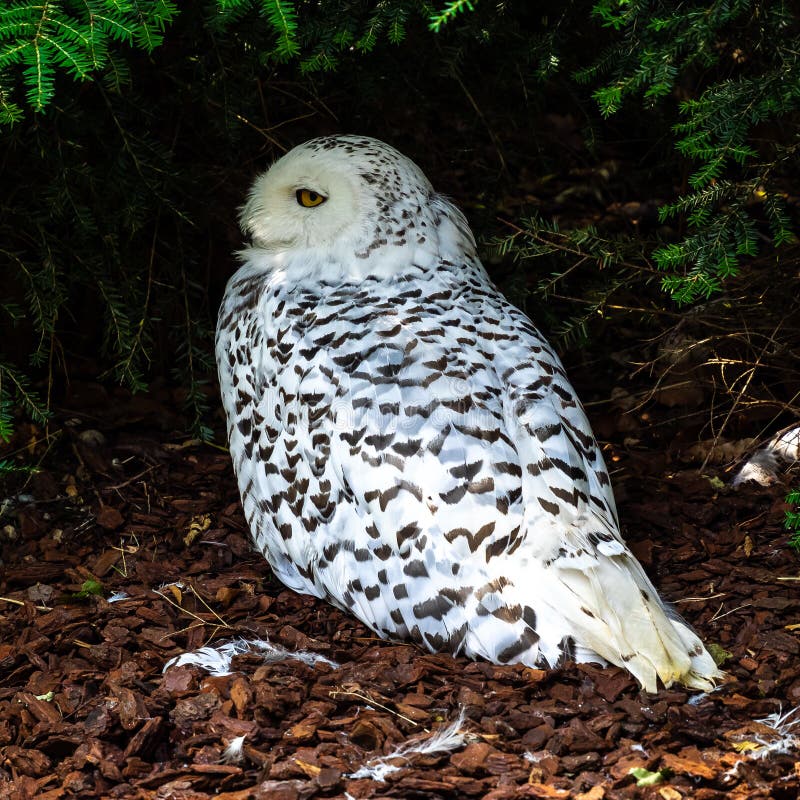 La Chouette Boule Boule Boueuse Bubo Scandiacus Est Une Grande Chouette Blanche De La Famille