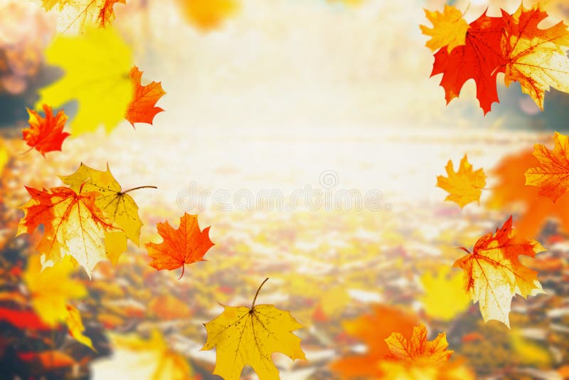 La chute colorée d'automne part le jour ensoleillé, fond extérieur de nature d'automne images stock La chute colorée d'automne part le jour ensoleillé, fond extérieur de nature d'automne images stock