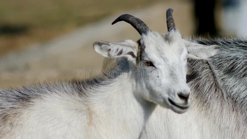 Chèvre blanche adulte marche à travers le champ en été