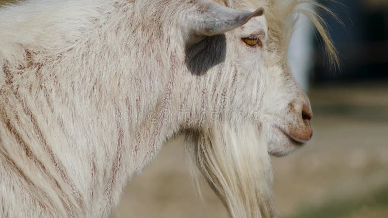 La chèvre adulte blanche marche à travers le champ en été