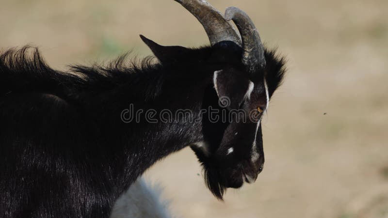 La chèvre adulte noire marche à travers le champ en été