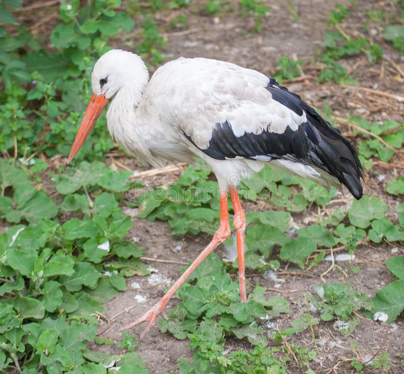 La cigüeña se coloca en una pierna en el parque zoológico imagenes de archivo La cigüeña se coloca en una pierna en el parque zoológico imagenes de archivo