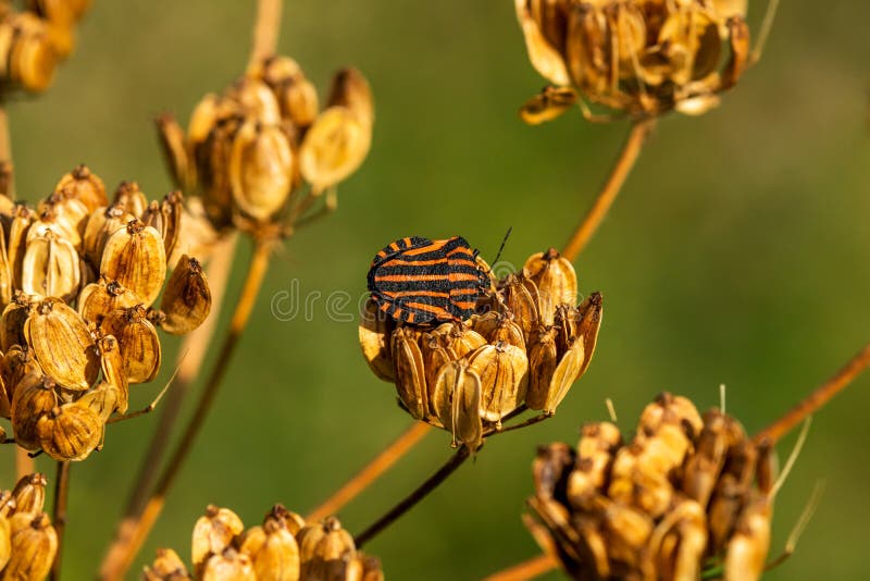 La cimice della foresta sulla pianta secca fotografia stock La cimice della foresta sulla pianta secca fotografia stock
