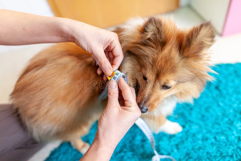 La circonférence de ventre est mesurée avec un ruban métrique sur un chien photographie stock libre de droits La circonférence de ventre est mesurée avec un ruban métrique sur un chien photographie stock libre de droits