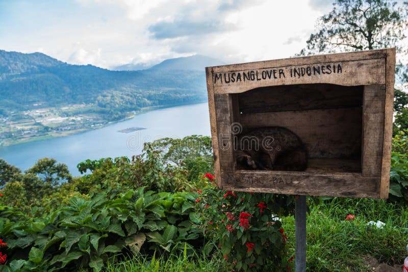 La civeta de Luwak está descansando en la caja Bali, Indonesia foto de archivo La civeta de Luwak está descansando en la caja Bali, Indonesia foto de archivo