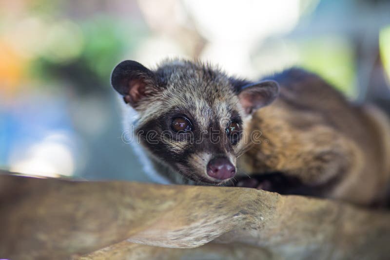 La Civette  De Paume Asiatique Produit Le Luwak De Kopi 