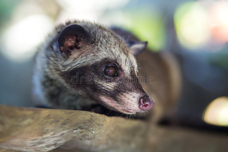 La Civette  De Paume Asiatique  Produit Le Luwak De Kopi 