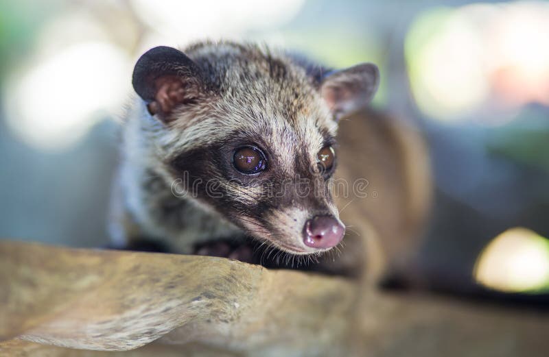 La Civette  De Paume Asiatique Produit Le Luwak De Kopi 