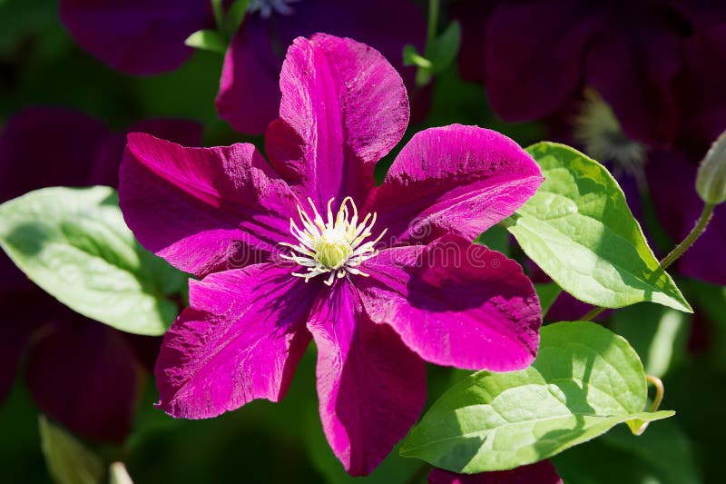La clematide porpora scura fiorisce la fioritura nel giardino al sole fotografia stock libera da diritti La clematide porpora scura fiorisce la fioritura nel giardino al sole fotografia stock libera da diritti
