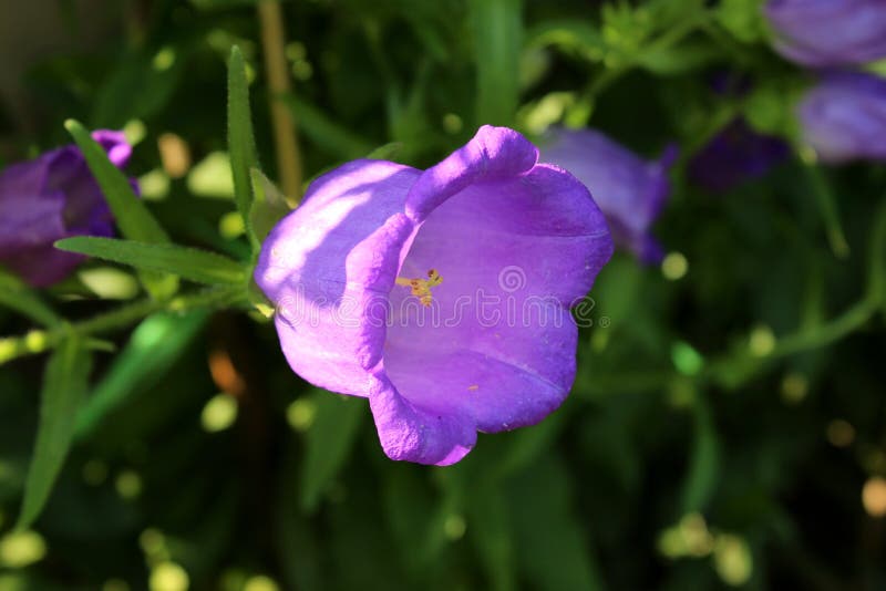 Fleur En Forme De Cloche Violette De La Petite Fleur Photo stock - Image du  vert, saison: 151710678