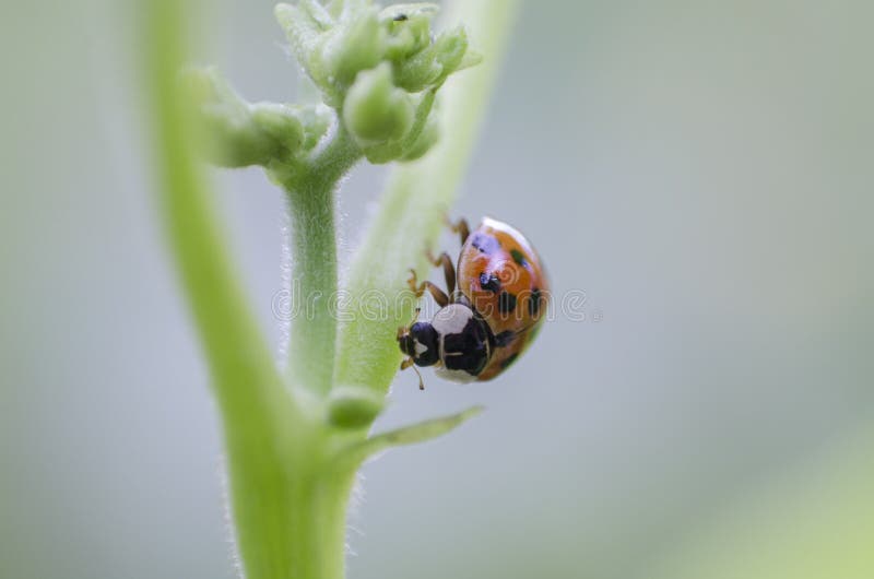 La coccinelle minuscule se repose sur la tige d'une usine, macro, fin, backgroung brouillé images libres de droits La coccinelle minuscule se repose sur la tige d'une usine, macro, fin, backgroung brouillé images libres de droits