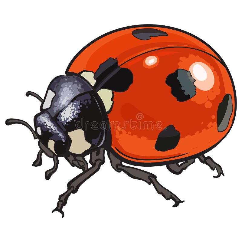 La coccinelle rouge, coccinelle avec des anthracnoses, a isolé l'illustration de style de croquis illustration libre de droits La coccinelle rouge, coccinelle avec des anthracnoses, a isolé l'illustration de style de croquis illustration libre de droits
