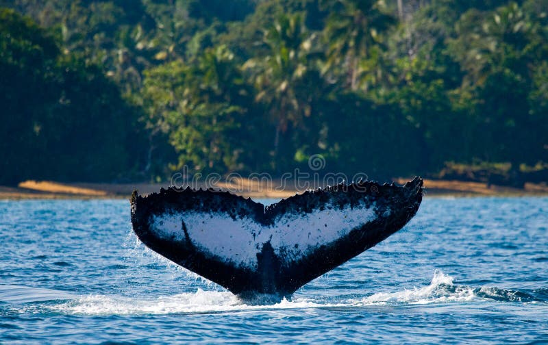 La cola de la ballena jorobada madagascar Isla del ` s de St Mary imágenes de archivo libres de regalías La cola de la ballena jorobada madagascar Isla del ` s de St Mary imágenes de archivo libres de regalías