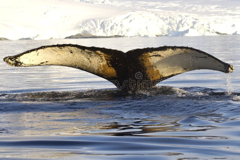 La cola de la ballena jorobada se zambulló en las aguas cerca de la pluma antártica fotografía de archivo La cola de la ballena jorobada se zambulló en las aguas cerca de la pluma antártica fotografía de archivo