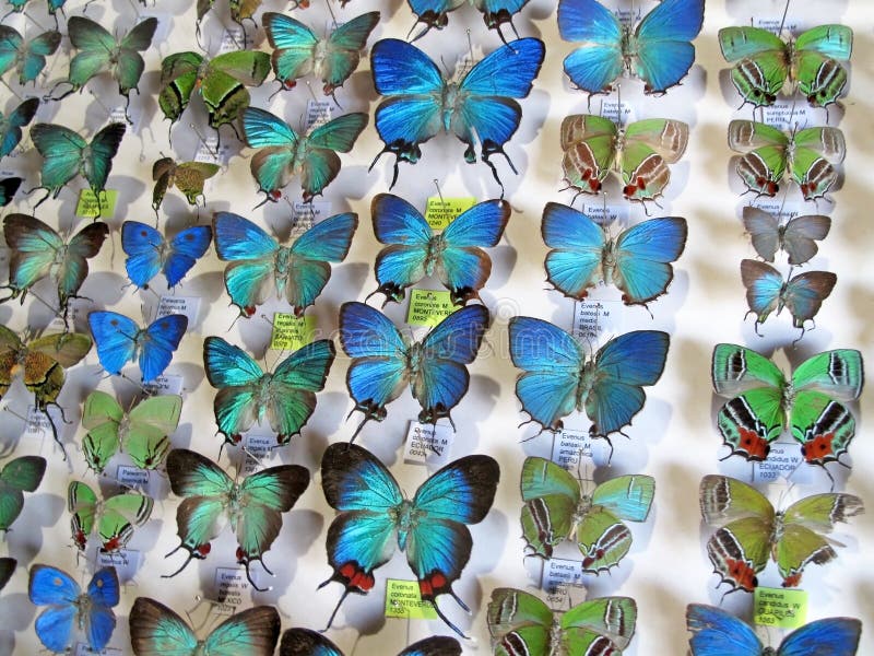 La colección azul de la mariposa de Morpho, didius del morpho, presentó en un marco, Costa Rica imagen de archivo libre de regalías La colección azul de la mariposa de Morpho, didius del morpho, presentó en un marco, Costa Rica imagen de archivo libre de regalías