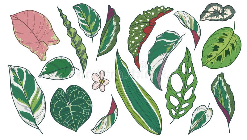 La collection de dessin d'art de vecteur de la plante d'intérieur exotique populaire différente part comme le bégonia, Calathea, illustration stock La collection de dessin d'art de vecteur de la plante d'intérieur exotique populaire différente part comme le bégonia, Calathea, illustration stock