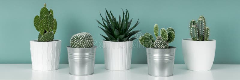 La collection de diverses usines mises en pot de maison de cactus sur l'étagère blanche contre la turquoise en pastel a coloré le images libres de droits La collection de diverses usines mises en pot de maison de cactus sur l'étagère blanche contre la turquoise en pastel a coloré le images libres de droits