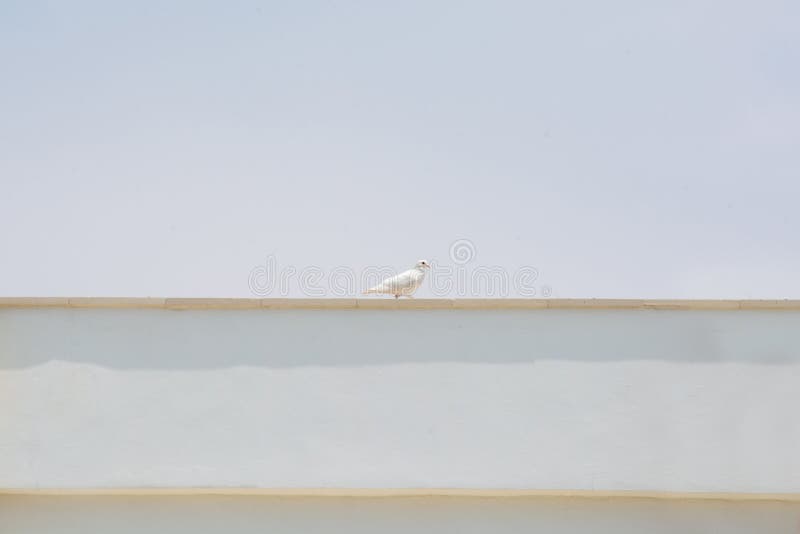La colombe blanche centrée sur le toit des galeries blanches La colombe blanche, symbole de paix photo stock La colombe blanche centrée sur le toit des galeries blanches La colombe blanche, symbole de paix photo stock