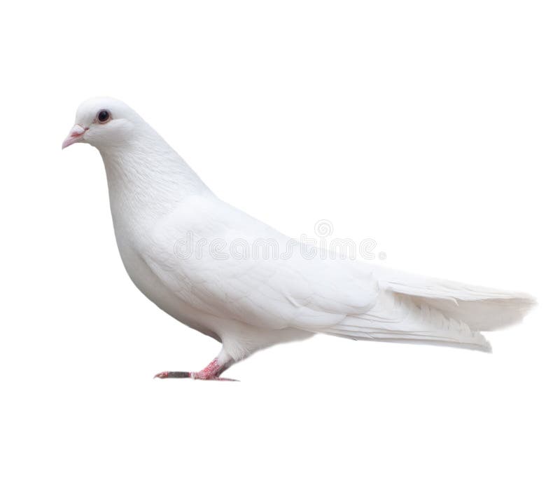 White dove sits isolated on a white background. White dove sits isolated on a white background