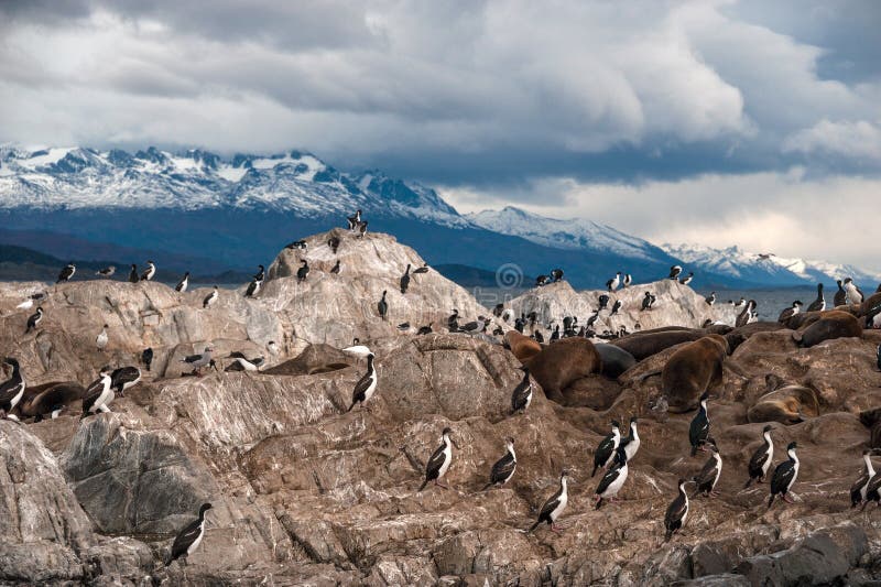 La colonia de rey Cormorant se sienta en una isla en el canal del beagle imagen de archivo