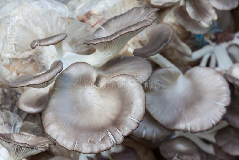 La coltivazione del fungo di ostrica